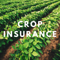 crop+insurance